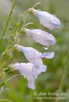 Blue Penstemon in the Rain, Rocky Mountain National PArk, Colorado. Photo copyright Jim Doty Jr.