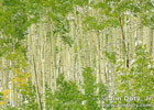 Aspen on Last Dollar Road, Colorado