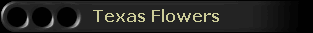 Texas Flowers